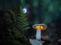 The mysterious world of fungi Royalty Free Stock Photo