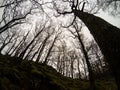 Mysterious world of trees in british forests Royalty Free Stock Photo