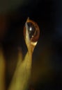 Mysterious yellow drop like amber in dark up