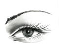 Mysteriously beautiful woman`s eye with delicately curved eyelashes and an eyebrow. Graphic drawing with slate pencil. Isolated on