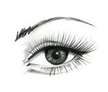 Mysteriously beautiful woman`s eye with delicately curved eyelashes and an eyebrow. Graphic drawing with slate pencil. Isolated o