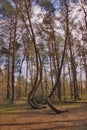 Crooked Trees or Crooked Forest (Polish \