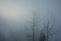 Mysteriously misty Snoqualmie Pass treescape