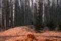 Mystery autumn forest panorama in the morning fog, colorful evening woodland landscape Royalty Free Stock Photo