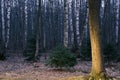 Mystery autumn forest panorama in the morning fog, colorful evening woodland landscape Royalty Free Stock Photo