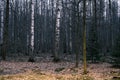 mystery autumn forest panorama in the morning fog, colorful evening woodland landscape Royalty Free Stock Photo