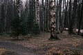 mystery autumn forest panorama in the morning fog, colorful evening woodland landscape Royalty Free Stock Photo