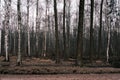 mystery autumn forest panorama in the morning fog, colorful evening woodland landscape Royalty Free Stock Photo