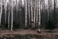 Mystery autumn forest panorama in the morning fog, colorful evening woodland landscape Royalty Free Stock Photo