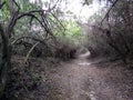 Mystery branch tunnel