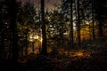 Mystery forest in the evening Royalty Free Stock Photo