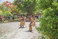 Mystery Island Dance Performers