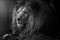 The mystery of the lion Royalty Free Stock Photo