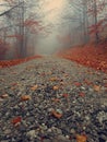 Mystery road in foggy forest. Autumnal blue mist