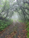 Mystery road in foggy forest