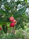 Mystery of the Scarlet Gem: Unveiling the Enigmatic Red Fruit Royalty Free Stock Photo