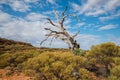 The mystery shape of lone dead tree at Kings Canyon of Northern Territory state of Australia. Royalty Free Stock Photo