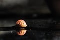 Mystery Snails 001