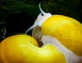 Mystery snails macro