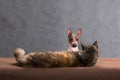 Mystery story featuring a cat and a dog Royalty Free Stock Photo