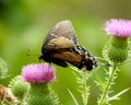 Mystery Swallotailed Butterfly