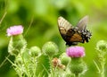 Mystery Swallotailed Butterfly