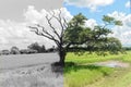 Mystery Tree that another half dead and another half still alive Royalty Free Stock Photo