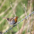 Mystery of the wet Robin perched on a barbed wire fence