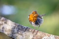 Mystery of the wet Robin on a sunny spring day