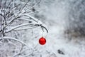 Mystery winter background with a red Christmas ornament hanging on a tree branch in a snowy forest Royalty Free Stock Photo