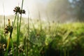 Mystic abstract blur light green summer grass background with spider web cobweb, water dew drops. Royalty Free Stock Photo