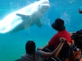 Mystic Aquarium whale viewing window, with several onlookers and some in wheelchairs. Whale saying howdy