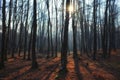 Mystic bare forest with fog, long shadows and sunbeam