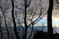 Mystic black trees. Tree branches silhouetted