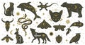 Mystic boho witchcraft hand drawn animals and moths insects. Witchcraft magical dolphin, bear, lizard, snake and moth