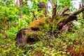 Mystic monster creature shape roots of the fallen tree overgrown with moss lie on the ground in the forest