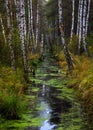 Mystic creek in Kendlmuehlfilzen Royalty Free Stock Photo