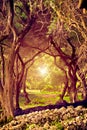 Mystic fairy-tale landscape with light at the end of the tunnel in an olive grove in Greece. Wonderful places. Halloween - Royalty Free Stock Photo