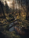 Mystic Fantasy Forrest with Stream and light Rays Royalty Free Stock Photo