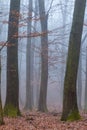 Mystic foggy day in the oak forest Royalty Free Stock Photo