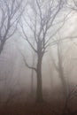 Mystic foggy day in the oak forest Royalty Free Stock Photo