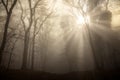 Mystic foggy day in the oak forest Royalty Free Stock Photo