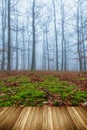 Mystic foggy day in the oak forest Royalty Free Stock Photo