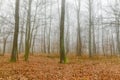 Mystic foggy day in the oak forest Royalty Free Stock Photo