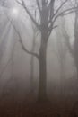Mystic foggy day in the oak forest Royalty Free Stock Photo