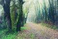 Mystic foggy forest with a pathway