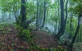 Mystic foggy forest in Slovenia near Tolmin