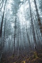 Mystic forest in fog. Moody forest wallpaper. Fairy woodland in mist. Spooky woods in mountain. Alps landscape. Royalty Free Stock Photo