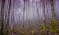 Mystic forest in fog. Moody forest wallpaper. Fairy woodland in mist. Spooky woods in mountain. Alps landscape. Royalty Free Stock Photo