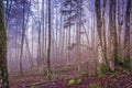 Mystic forest in fog. Moody forest wallpaper. Fairy woodland in mist. Spooky woods in mountain. Alps landscape. Royalty Free Stock Photo